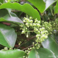 Tetrastigma nilagiricum (Miq.) B.V.Shetty